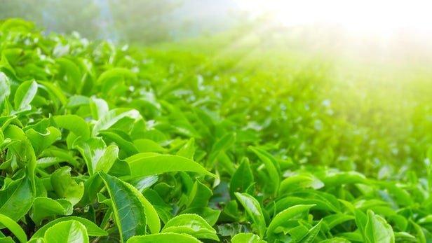 کاهش واردات چای و افزایش مساحت باغات چای کاهش واردات چای و افزایش مساحت باغات چای