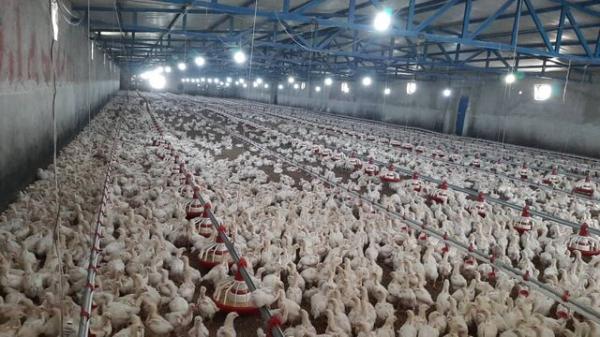 فراوری بیش از 1100 تن گوشت مرغ در شهرستان تفتان