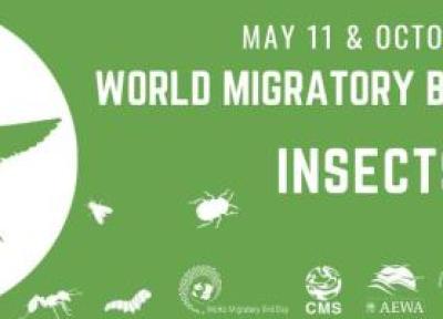 در روز جهانی پرندگان مهاجر به فکر حشرات باشید!